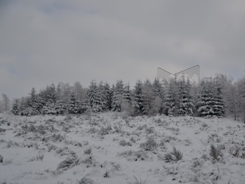 Foto: Dealul Comja - Seini, padurea Eminescu (c) eMaramures.ro - Lucian Petru Goja